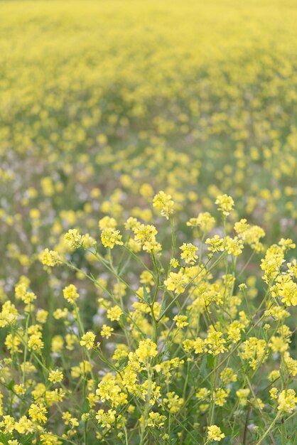 Fiori gialli che sbocciano nel tempo di primavera