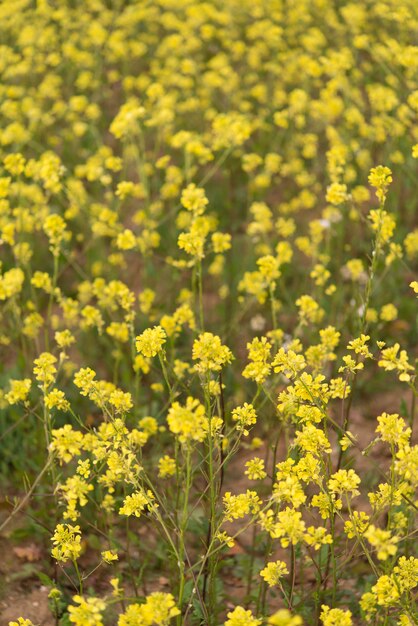 Fiori gialli che sbocciano nel tempo di primavera