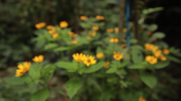 fiori gialli che sbocciano nella stagione delle piogge
