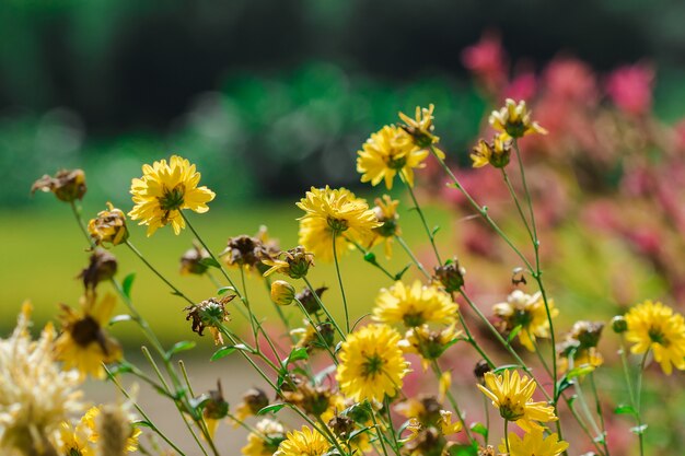 Fiori gialli che sbocciano