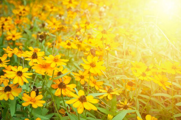 Fiori gialli con bagliori al mattino