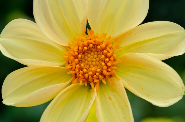 Fiori gialli con polline, zoom ravvicinato