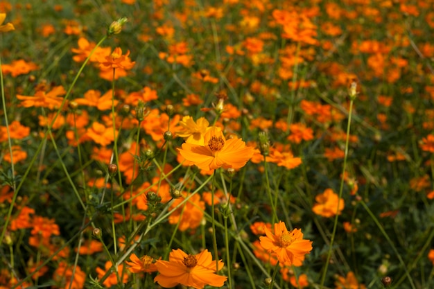 Fiori gialli cosmo