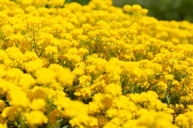 Fiori gialli da vicino Barbara vulgris