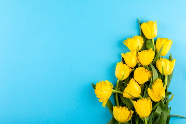 Fiori gialli dei tulipani. Simbolo della molla.