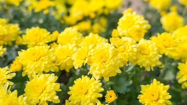 Fiori gialli del crisantemo in un giardino.