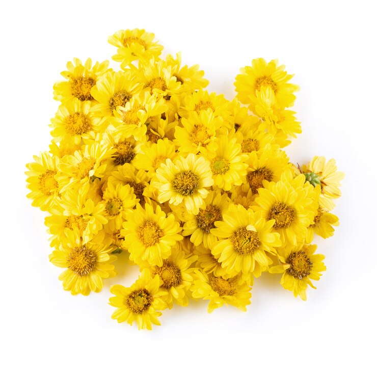 Fiori gialli del crisantemo isolati su fondo bianco