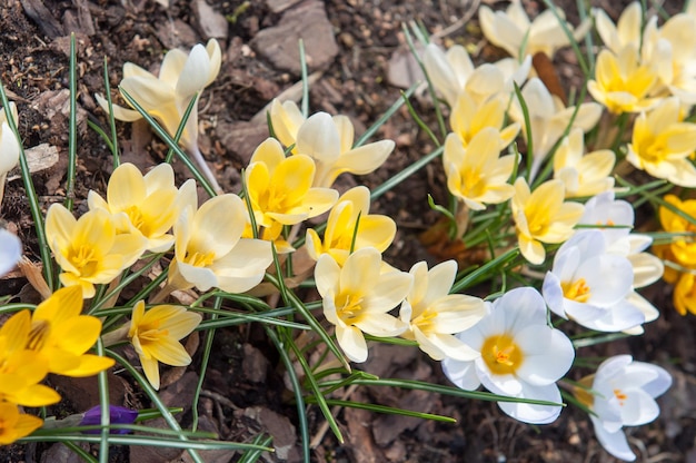 Fiori gialli del croco in primavera.