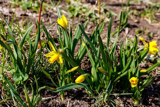 Fiori gialli del narciso in giardino Bellissimo narciso sull'aiuola