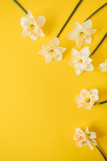 Fiori gialli del narciso su colore giallo