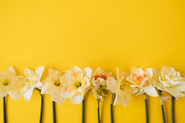 Fiori gialli del narciso su colore giallo