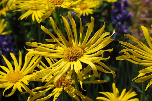 Fiori gialli del primo piano di eliopsis. Fiori estivi e autunnali.