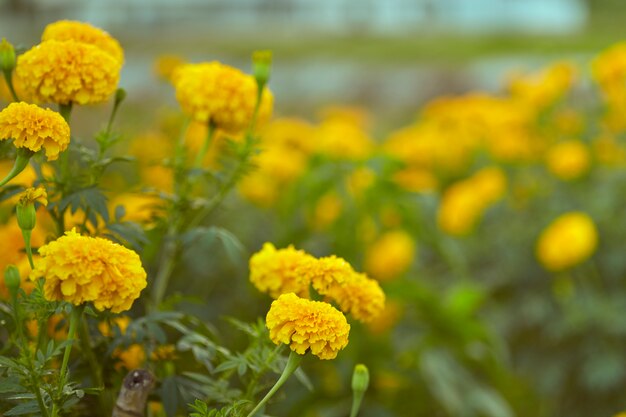 Fiori gialli del tagete nel campo