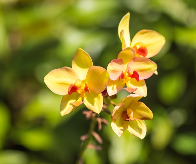 Fiori gialli dell'orchidea con verde