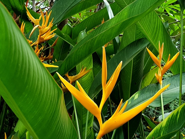 Fiori gialli dell'uccello del paradiso nel giardino