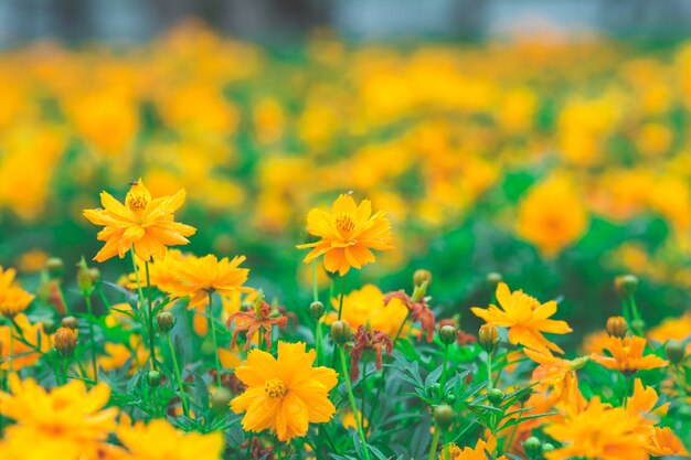 fiori gialli dell&#39;universo nel giardino, fuoco molle