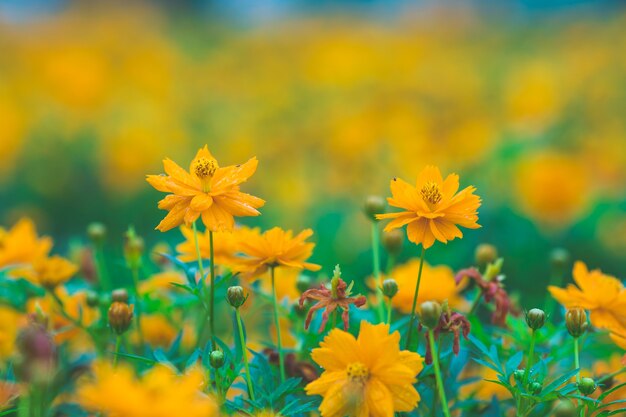 fiori gialli dell&#39;universo nel giardino, fuoco molle