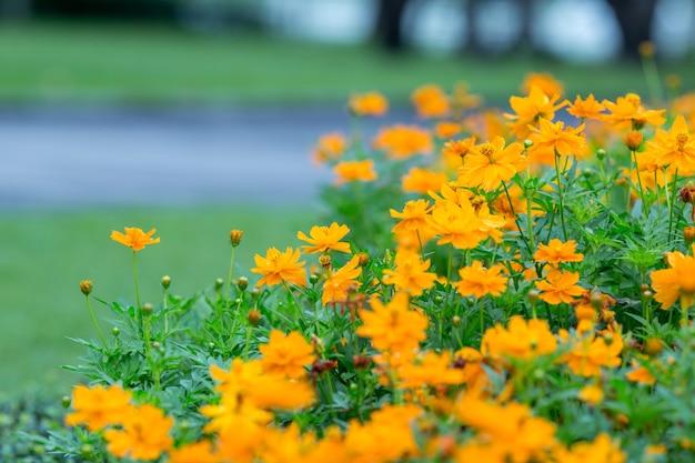 fiori gialli dell&#39;universo nel giardino, fuoco molle