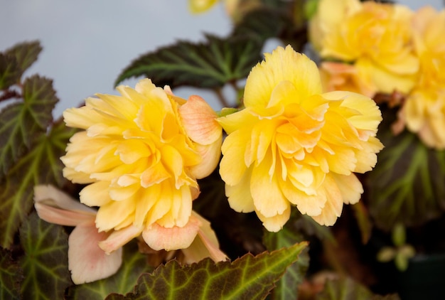 Fiori gialli della begonia