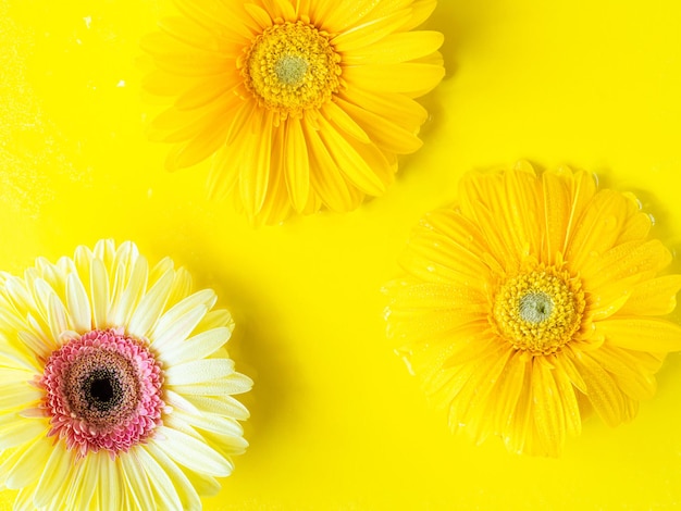 Fiori gialli della bella gerbera su fondo monocromatico in acqua