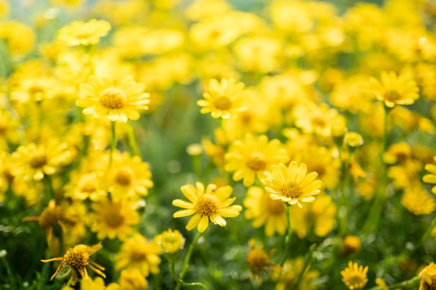 Fiori gialli della margherita nel giardino