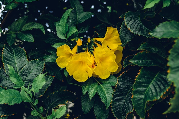 Fiori gialli della vite di tromba