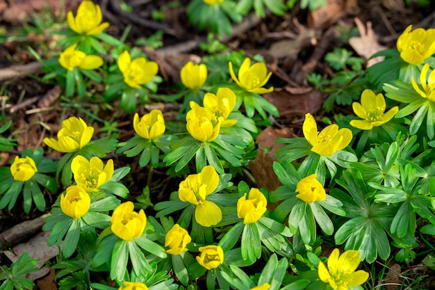 Fiori gialli di aconite invernale (Eranthis hyemalis), i primi fiori ad apparire in inverno