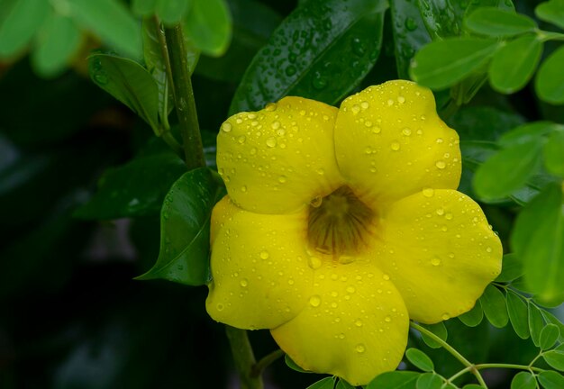 Fiori gialli di allamanda (Allamanda cathartica) con gocce d'acqua