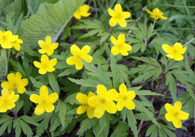 Fiori gialli di anemone ranuncolo Anemone ranunculoides anemone giallo Anemone giallo foresta