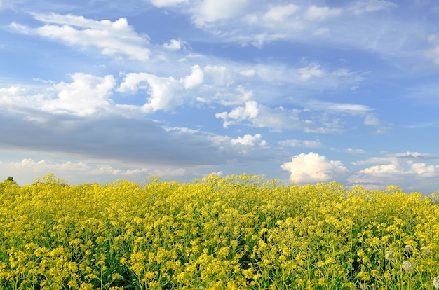 Fiori gialli di Barbarea vulgaris