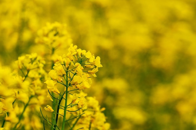 Fiori gialli di colza nel campo. Fioritura di colza. Coltivazione di colza