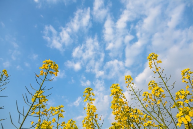 Fiori gialli di colza sul retro