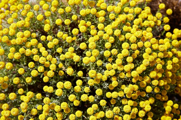 Fiori gialli di Corratxar Tinenca Benifassa Spagna