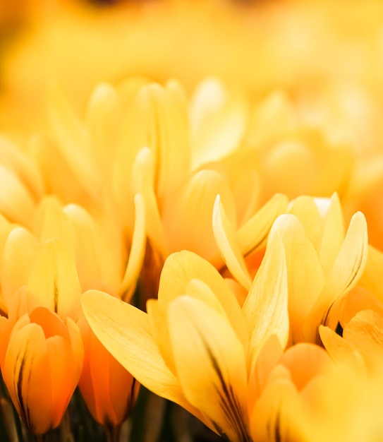 Fiori gialli di croco Sfondo floreale macro per il design del marchio per le vacanze