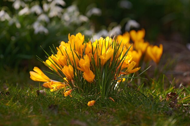 Fiori gialli di crocus flavus che crescono in un giardino o in una foresta all'esterno Primo piano di un bel mazzo di piante da fiore con petali vibranti che fioriscono e sbocciano in un ambiente naturale durante la primavera