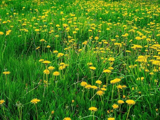 Fiori gialli di denti di leone in fiore nell'erba verde