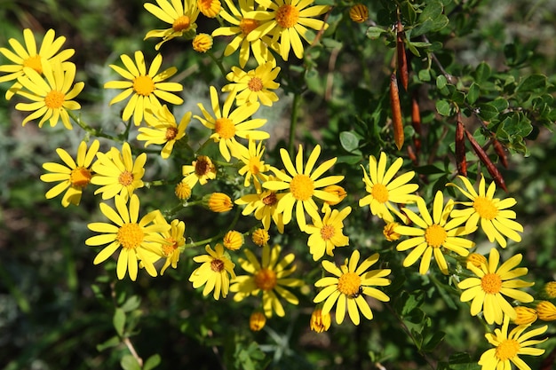 Fiori gialli di Doronicum