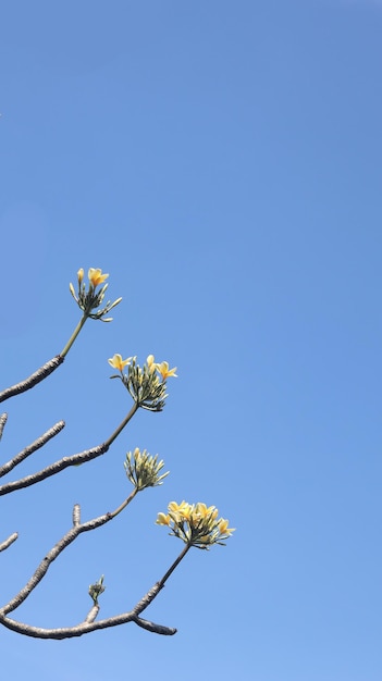 Fiori gialli di frangipani che fioriscono contro un cielo blu brillante Fiore di plumeria bianco giallo isolato