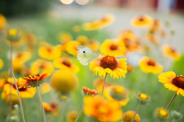 Fiori gialli di Gaillardia con foglie e steli verdi Sui petali del fiore si trova