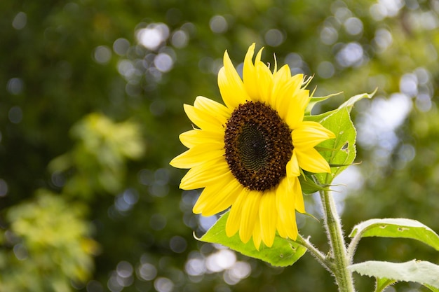 Fiori gialli di girasole sulla pianta