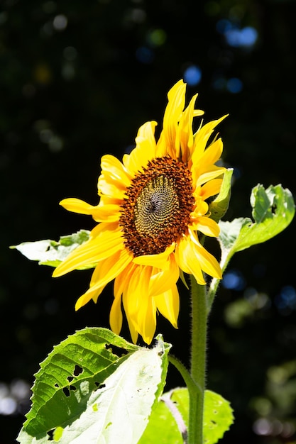 Fiori gialli di girasole sulla pianta