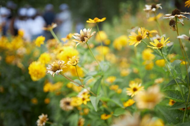 Fiori gialli di heliopsis nel giardino bellissimi fiori gialli