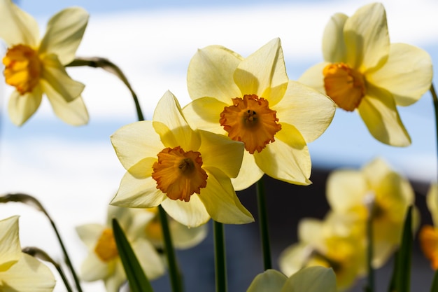 Fiori gialli di narcisi durante la fioritura