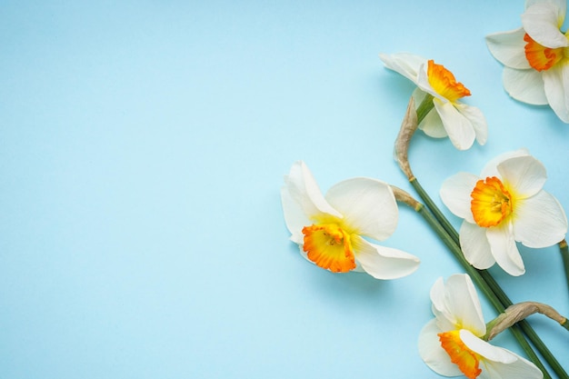 Fiori gialli di narcisi su uno sfondo blu posto per il primo piano del testo Vista dall'alto