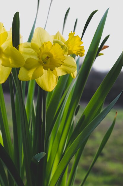 Fiori gialli di narcisi.