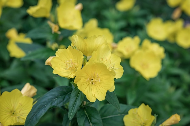 Fiori gialli di Oenothera fruticosa per la progettazione di imballaggi di semi. Fioritura di primula gialla.