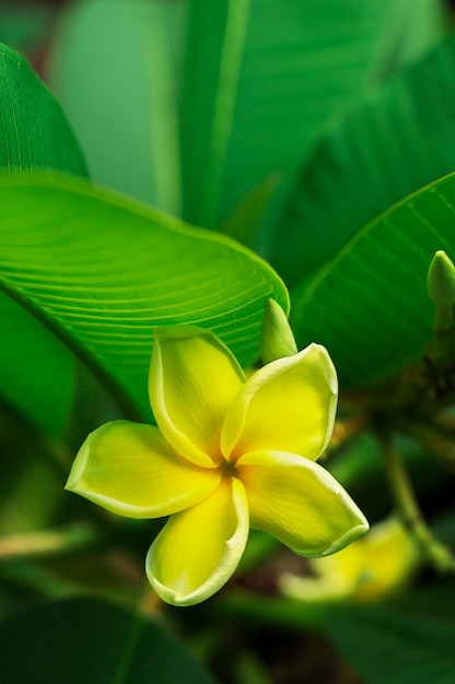 fiori gialli di plumeria con il fondo delle foglie