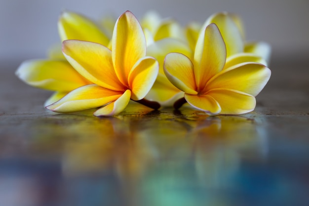 Fiori gialli di plumeria del frangipane sulla tavola blu.