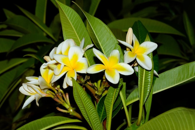 fiori gialli di Plumeria su un albero