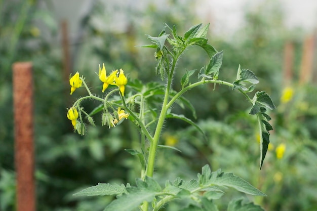 fiori gialli di pomodoro in giardino con primo piano